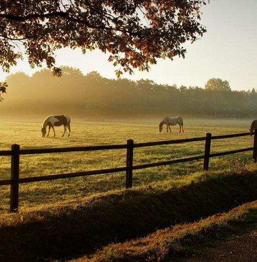 horses-g9ae8a17ce_1920