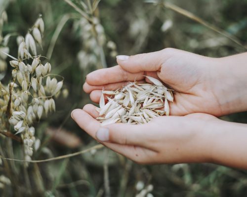 oats-g73ecc7f52_1920